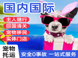 青岛航空快递国际宠物托运 【国